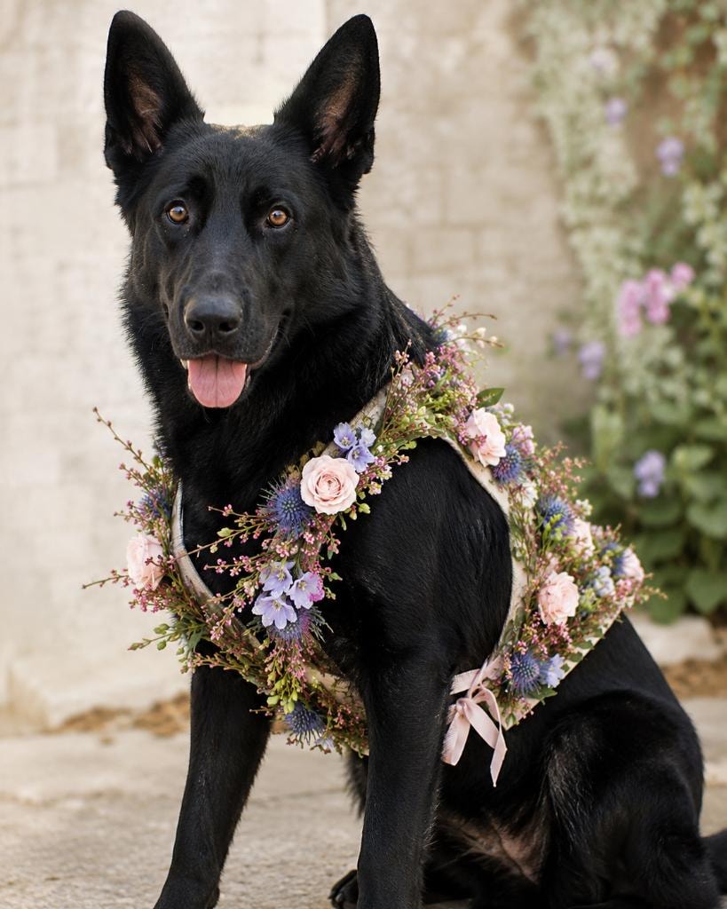 Black dog wearing a floral garland